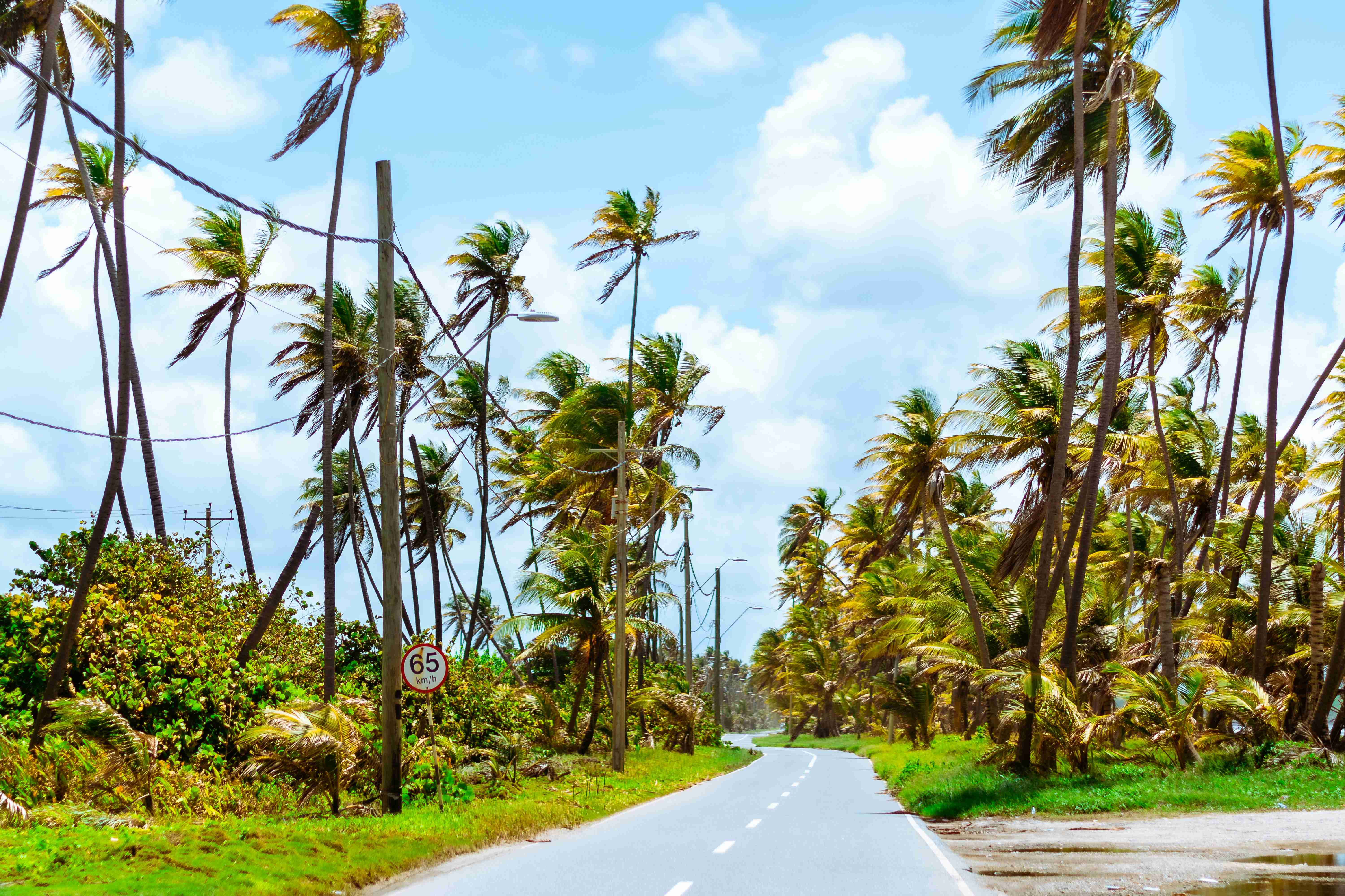 gray concrete road between green palm tree