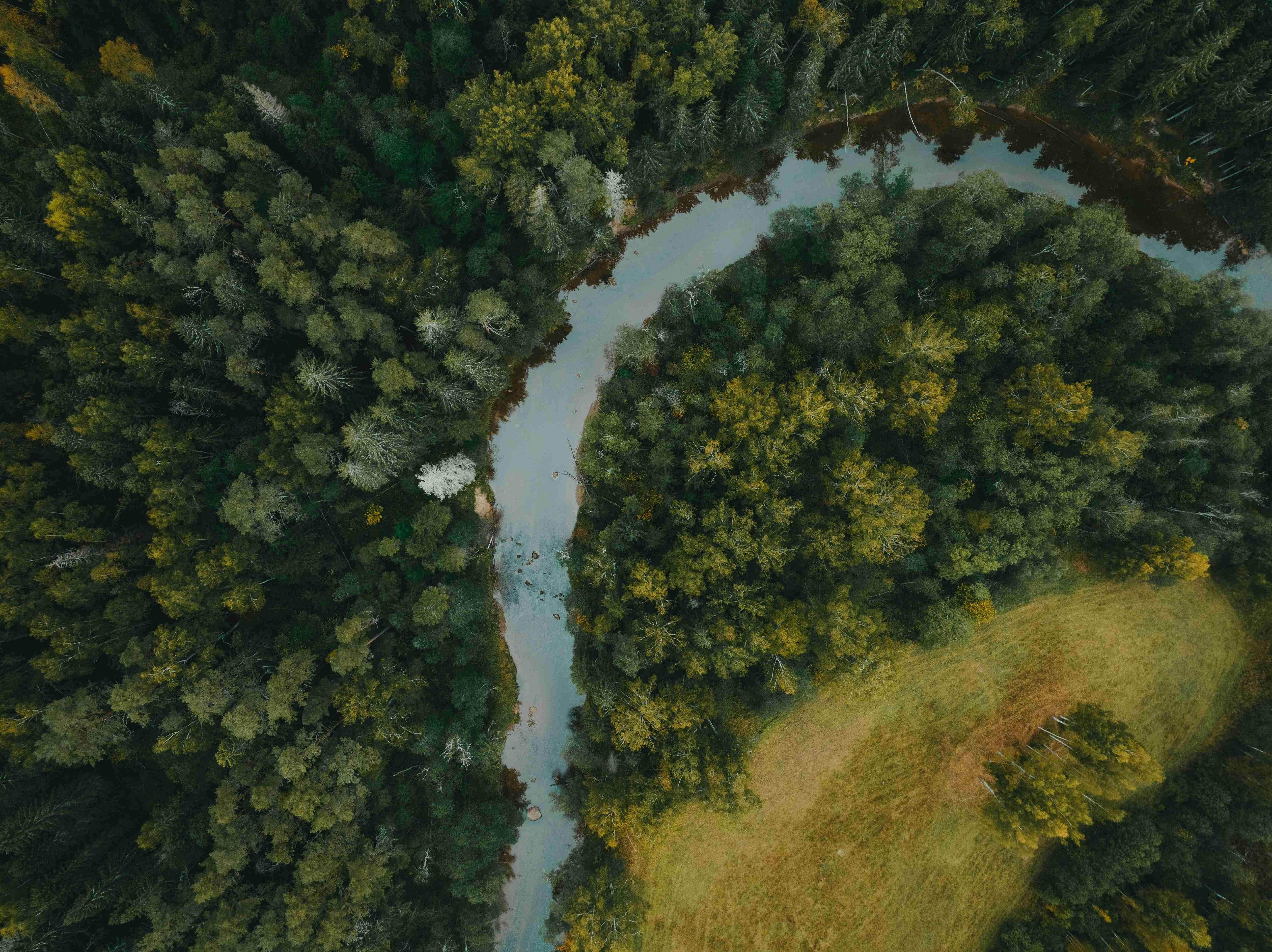 a-river-running-through-a-lush-green-forest