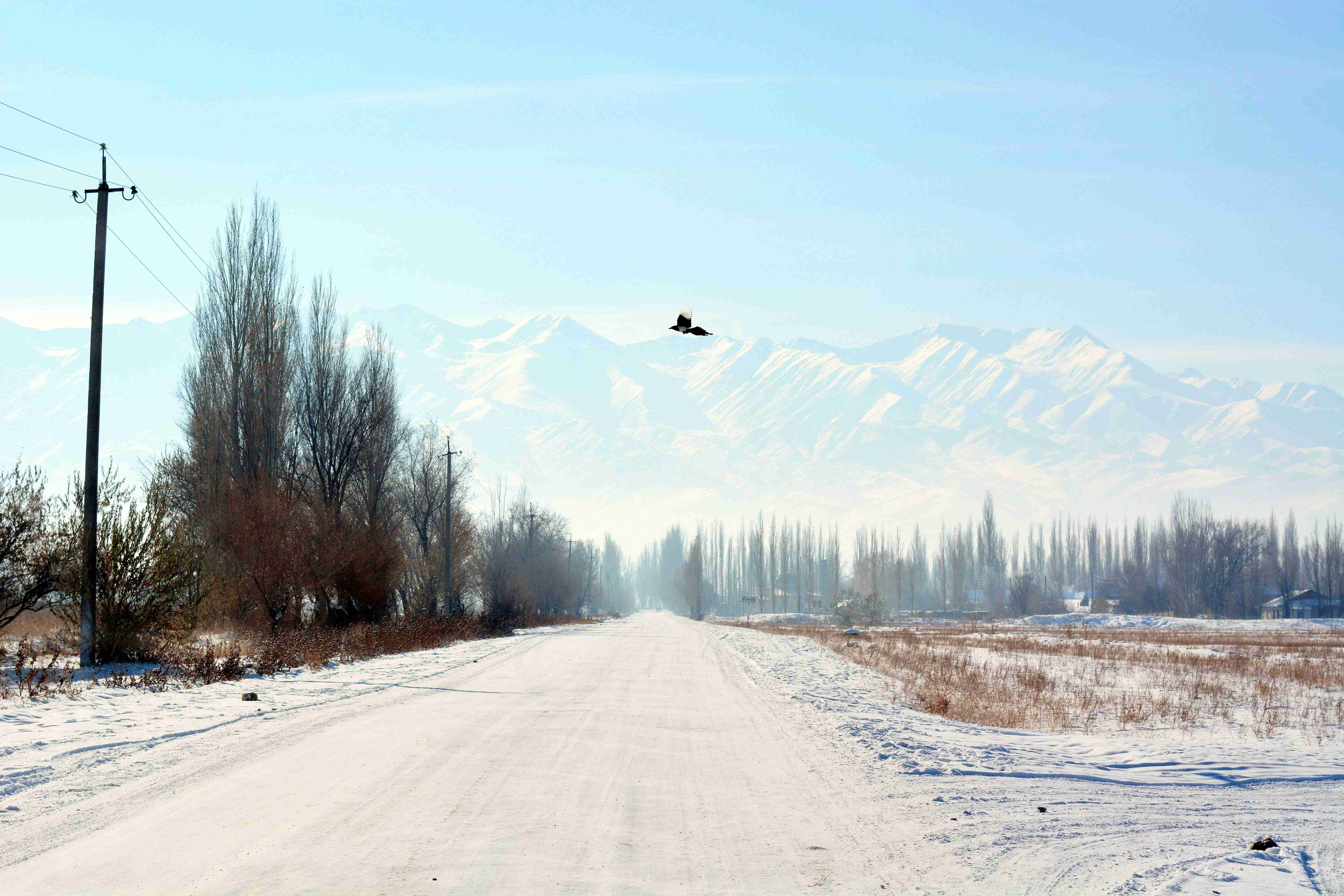 दिन के समय पेड़ों और पहाड़ों के पास बर्फ से ढकी सड़क