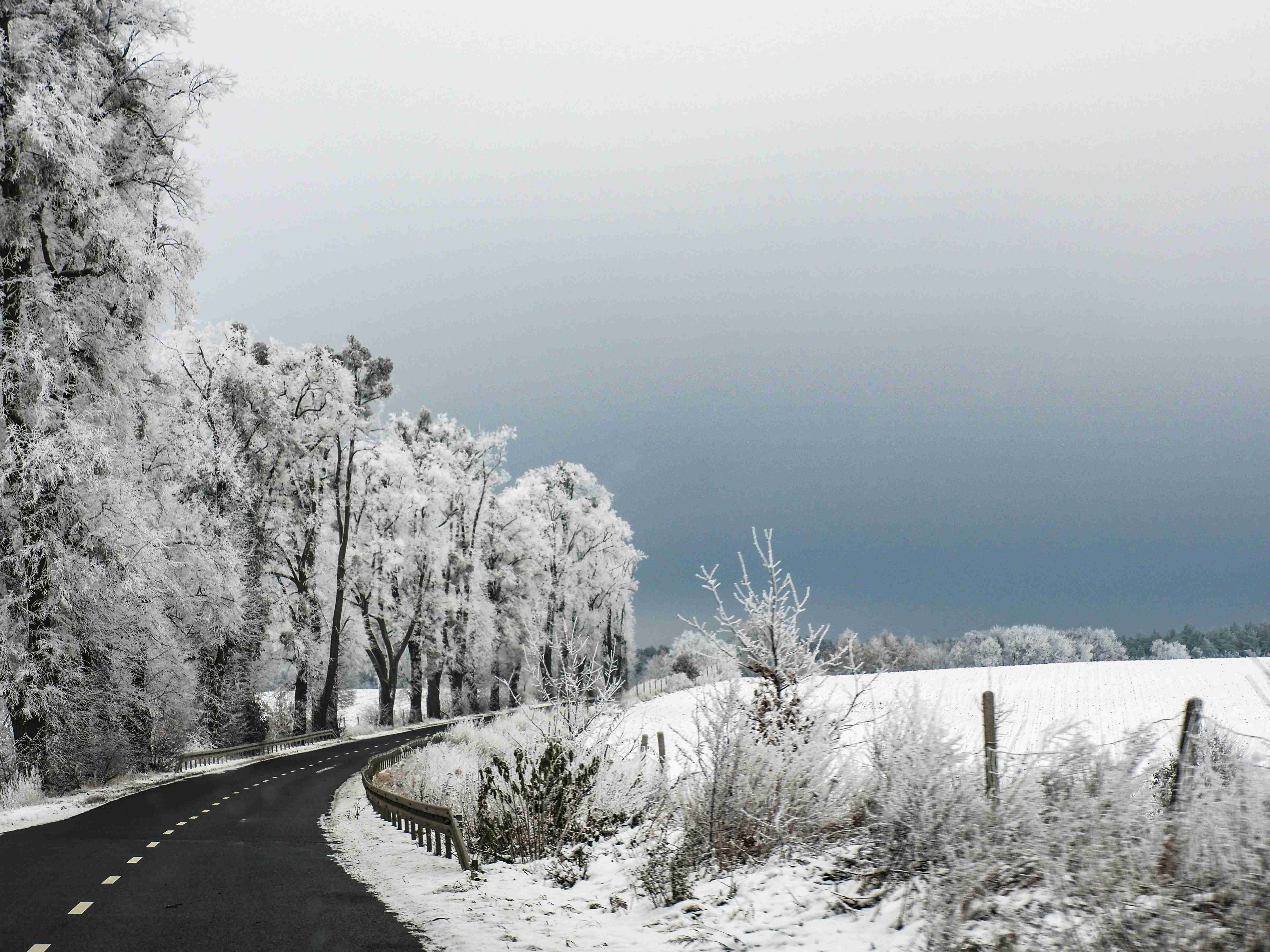 en snevej med træer og et hegn