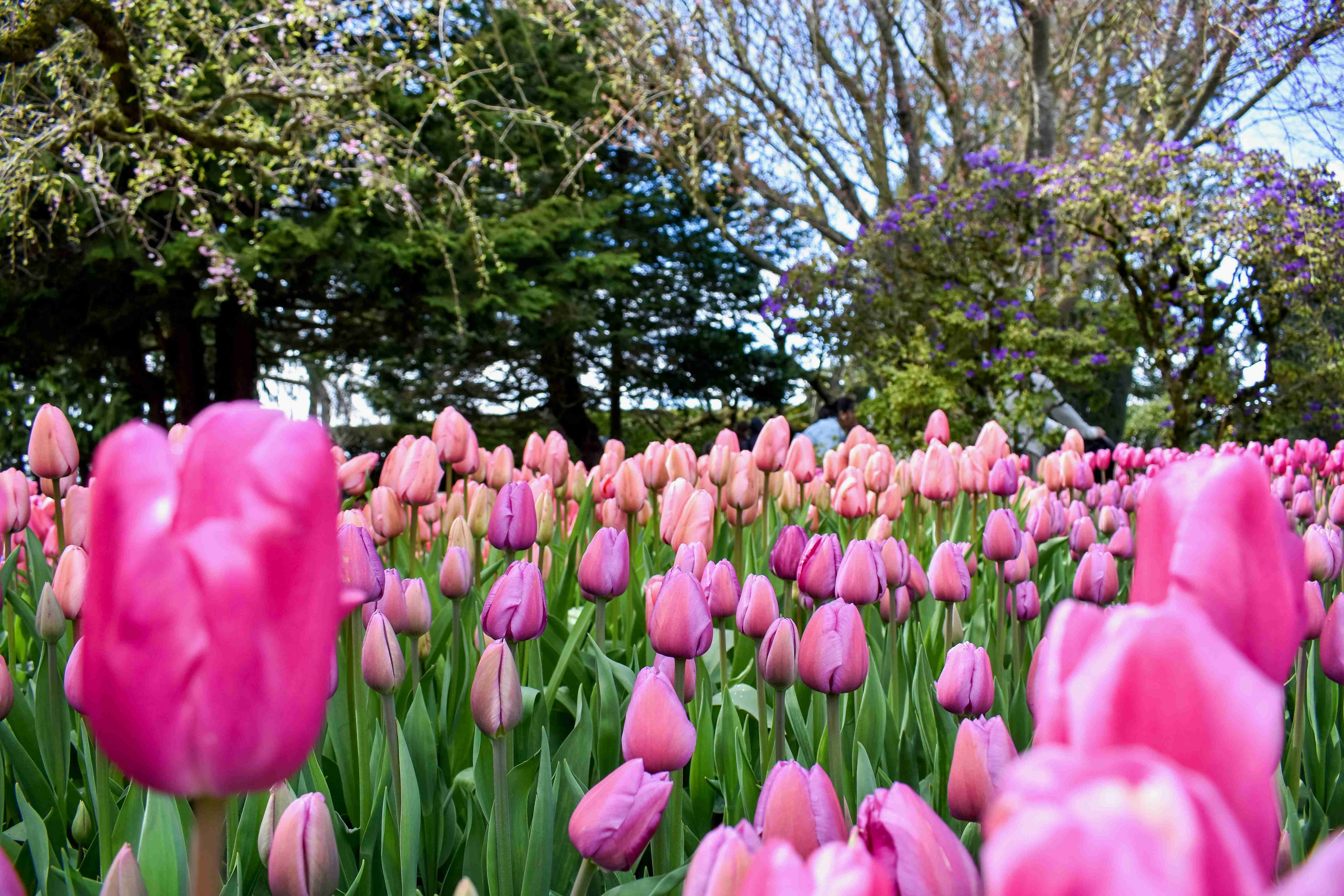 Road Trips to Spring Bliss: Top Festivals Around the World to Visit by Car