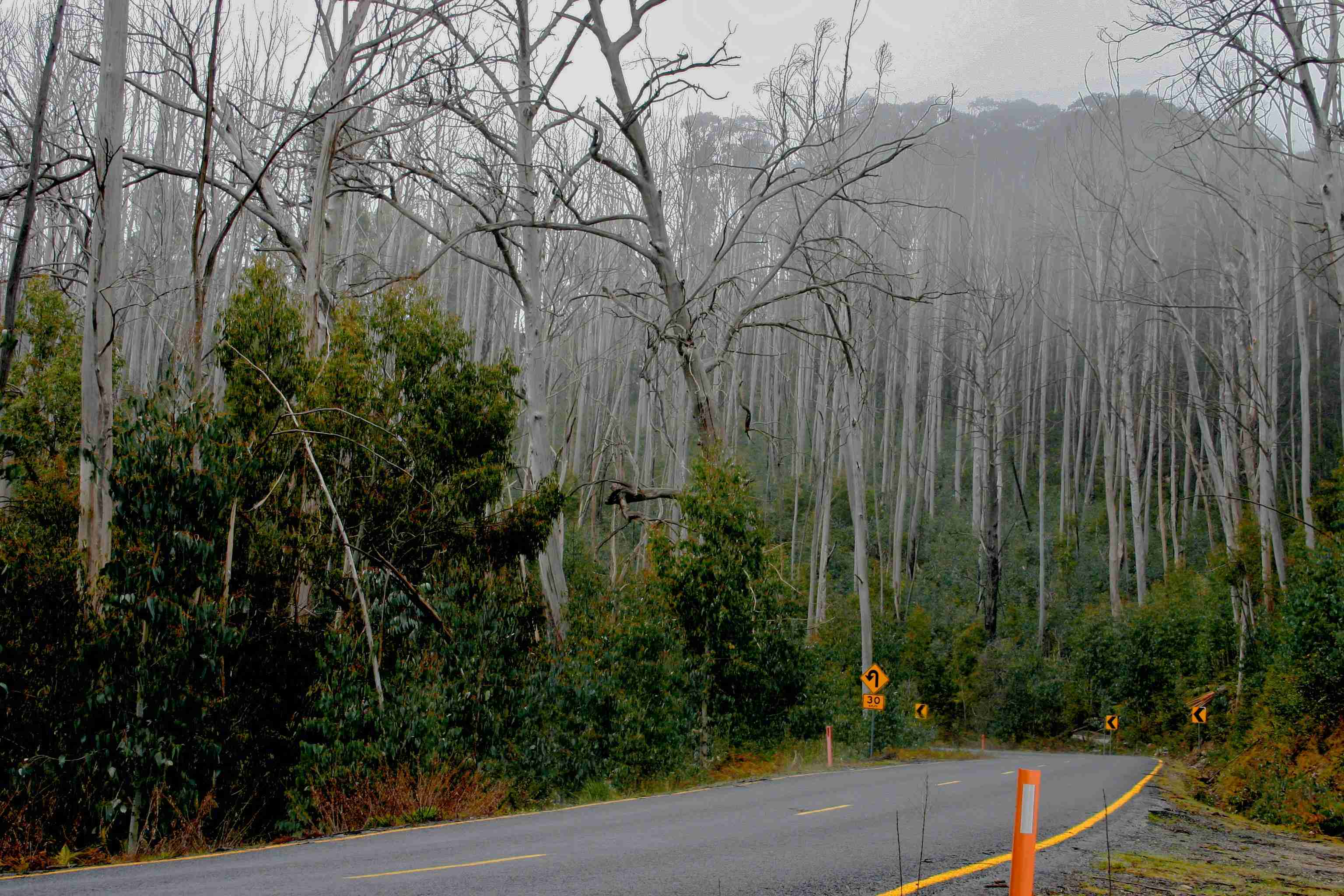 gray-asphalt-road-between-trees-during-daytime