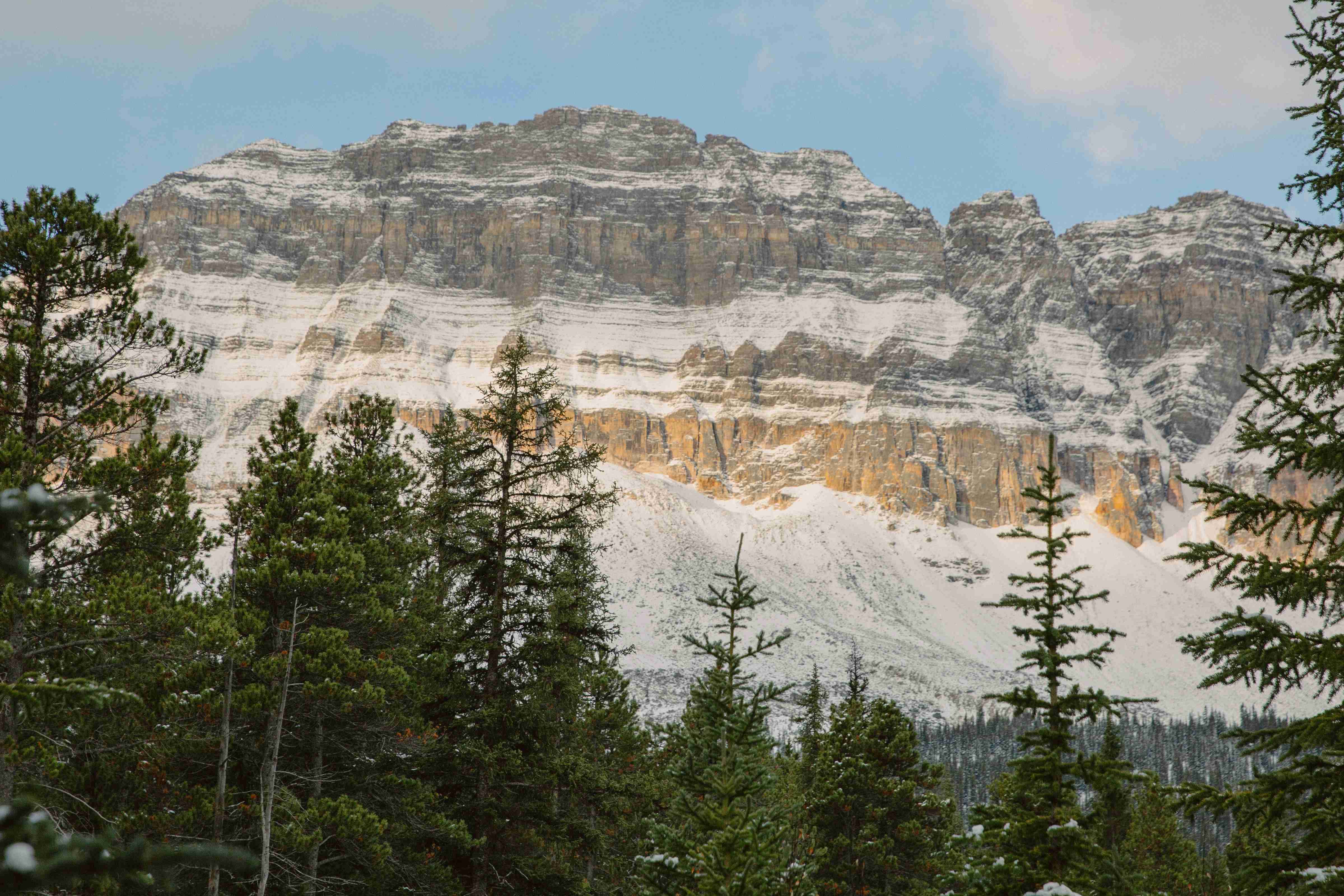 green trees near brown rocky mountain