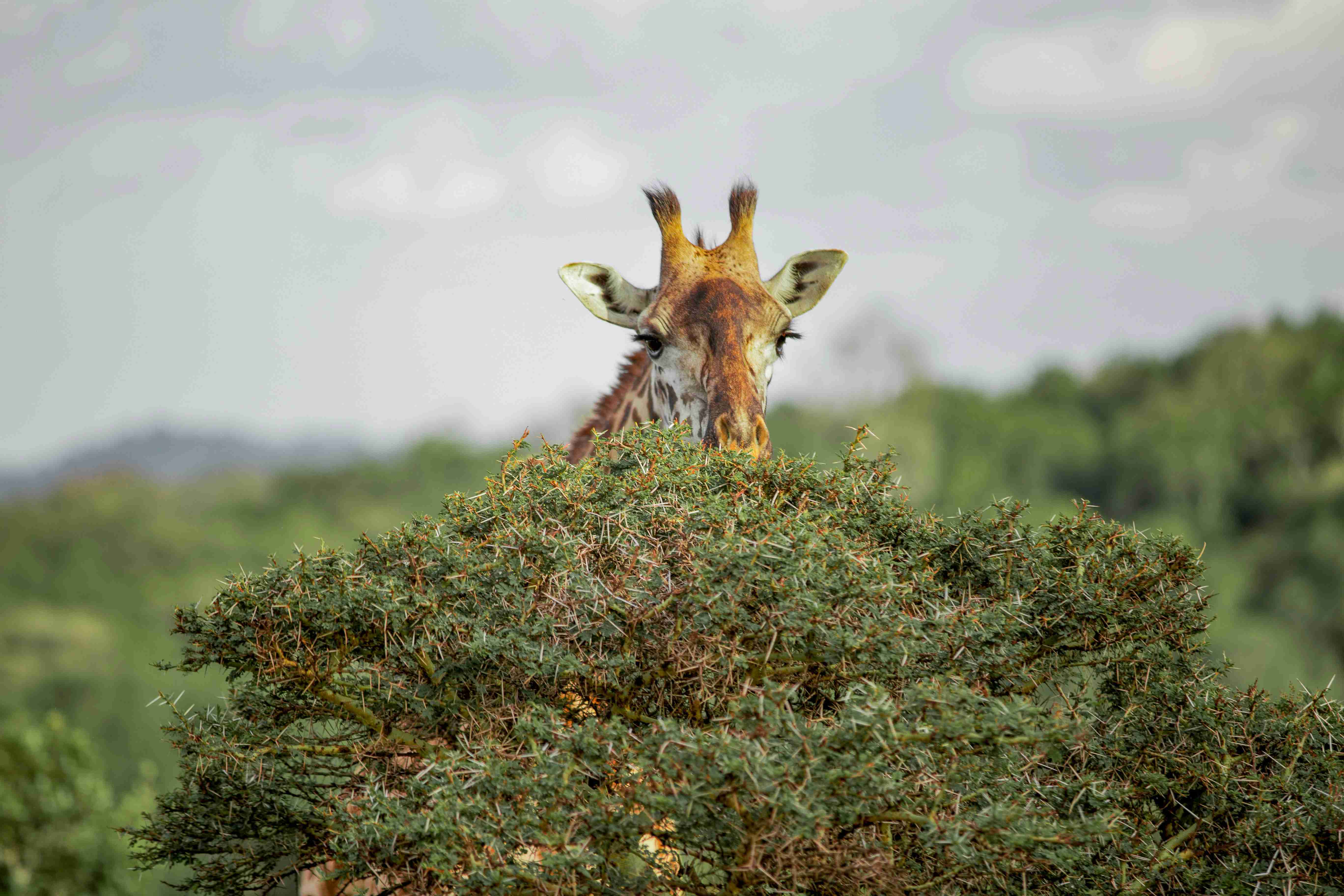 a-giraffe-standing-on-top-of-a-lush-green-field