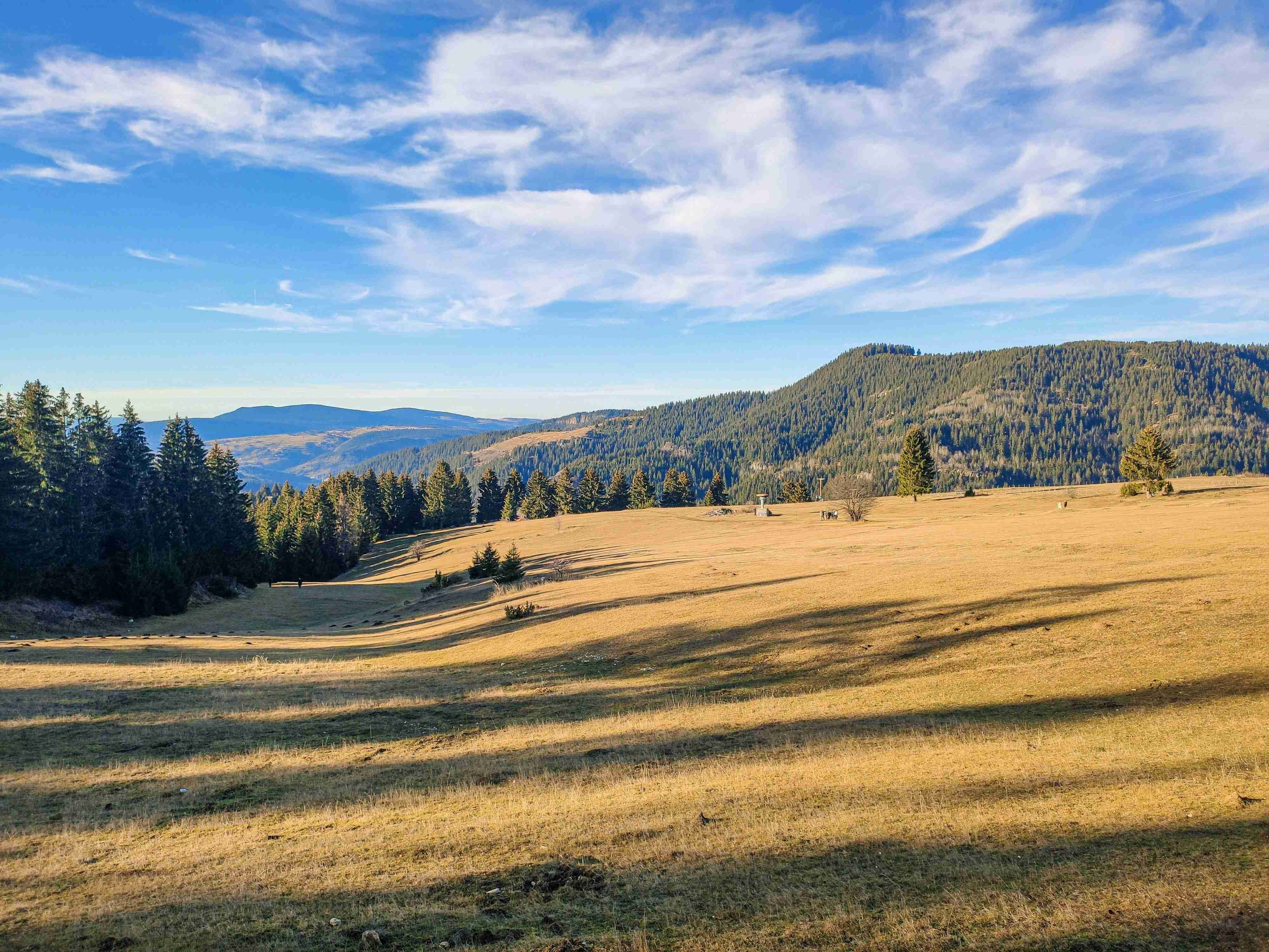 travnatá-pole-se-stromy-a-horami-v-pozadí