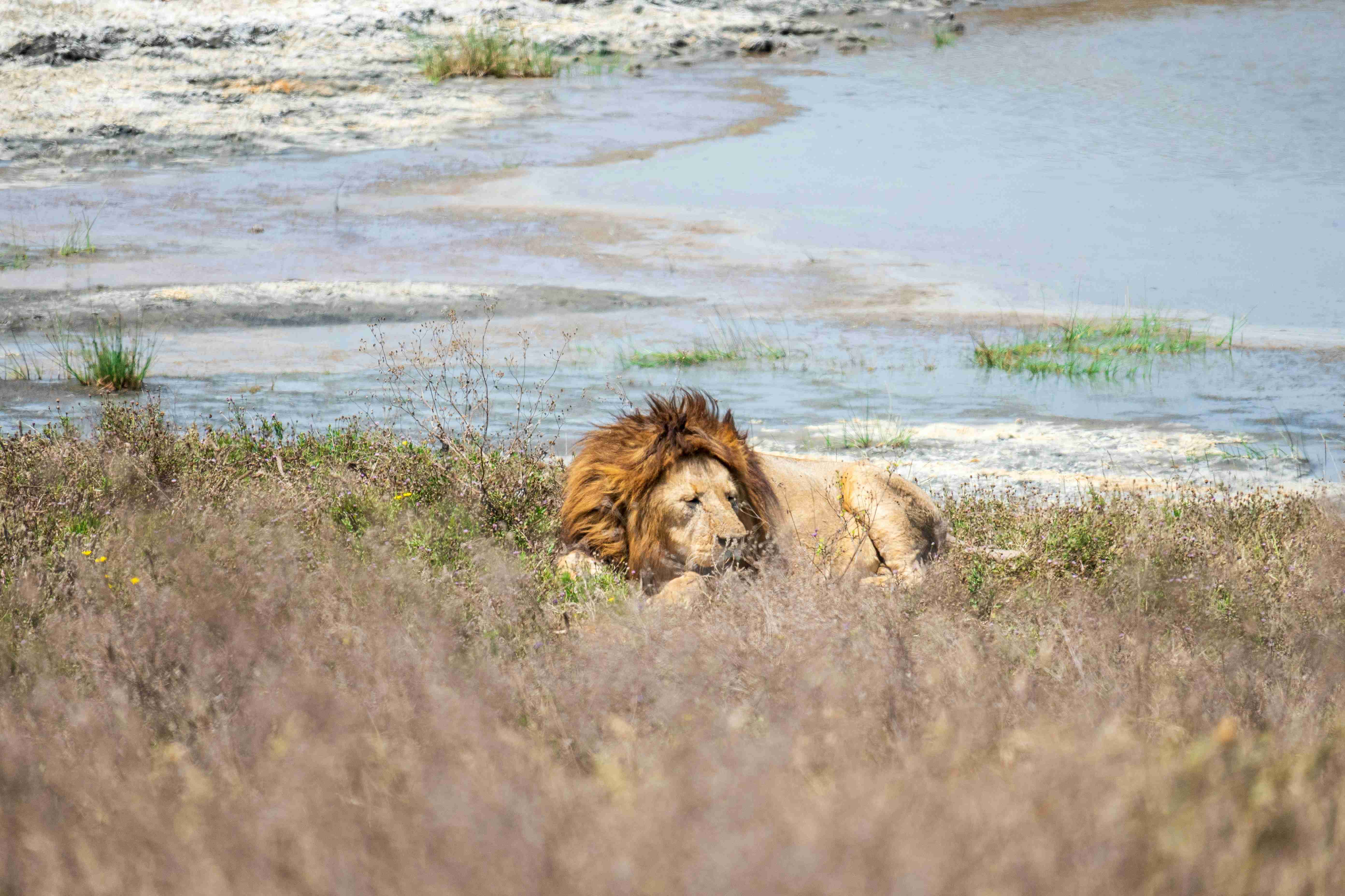 Заповідна територія Нгоронгоро