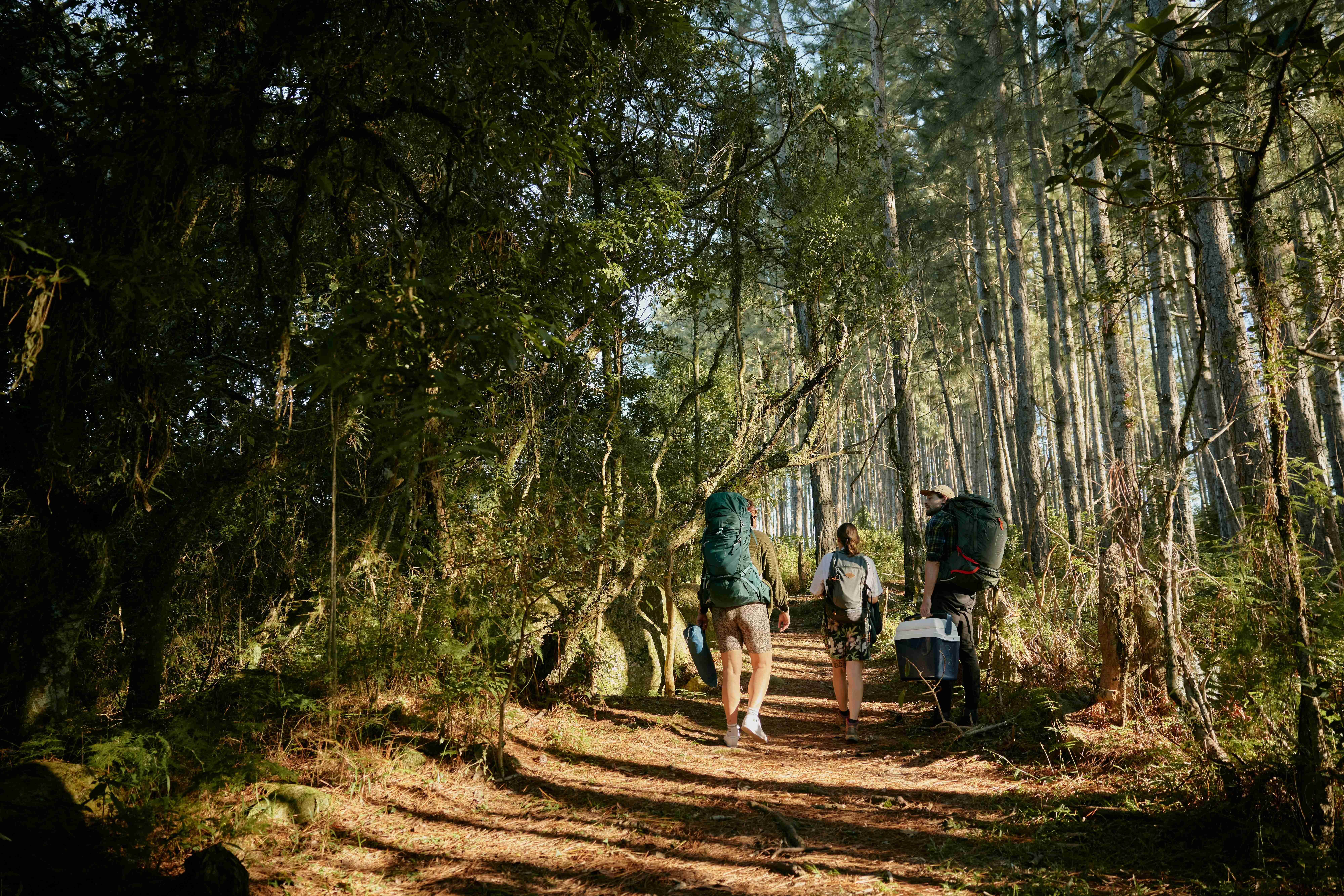 Hikers Walking Through a Forest Trail