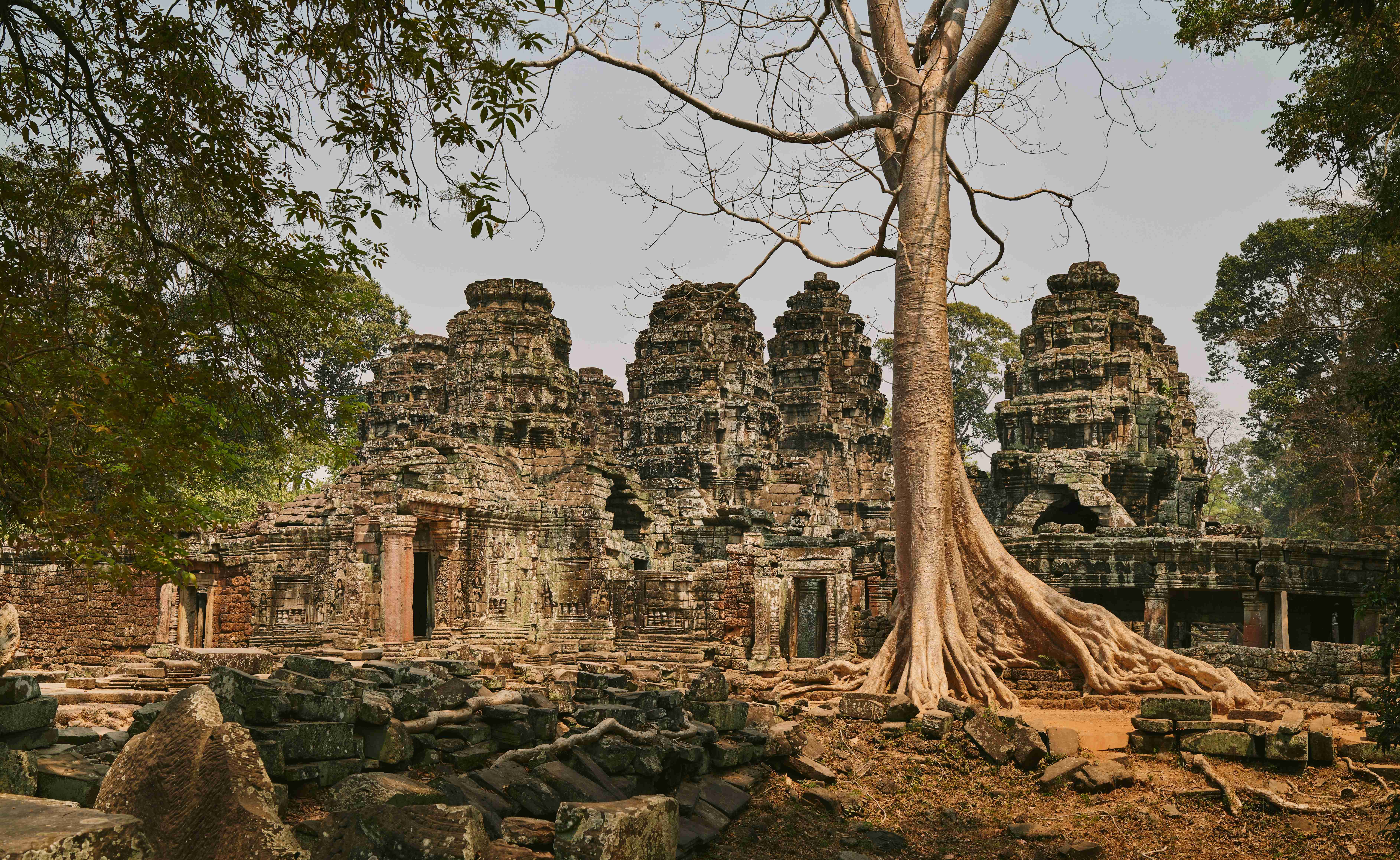 a-tree-growing-out-of-the-ruins-of-a-temple