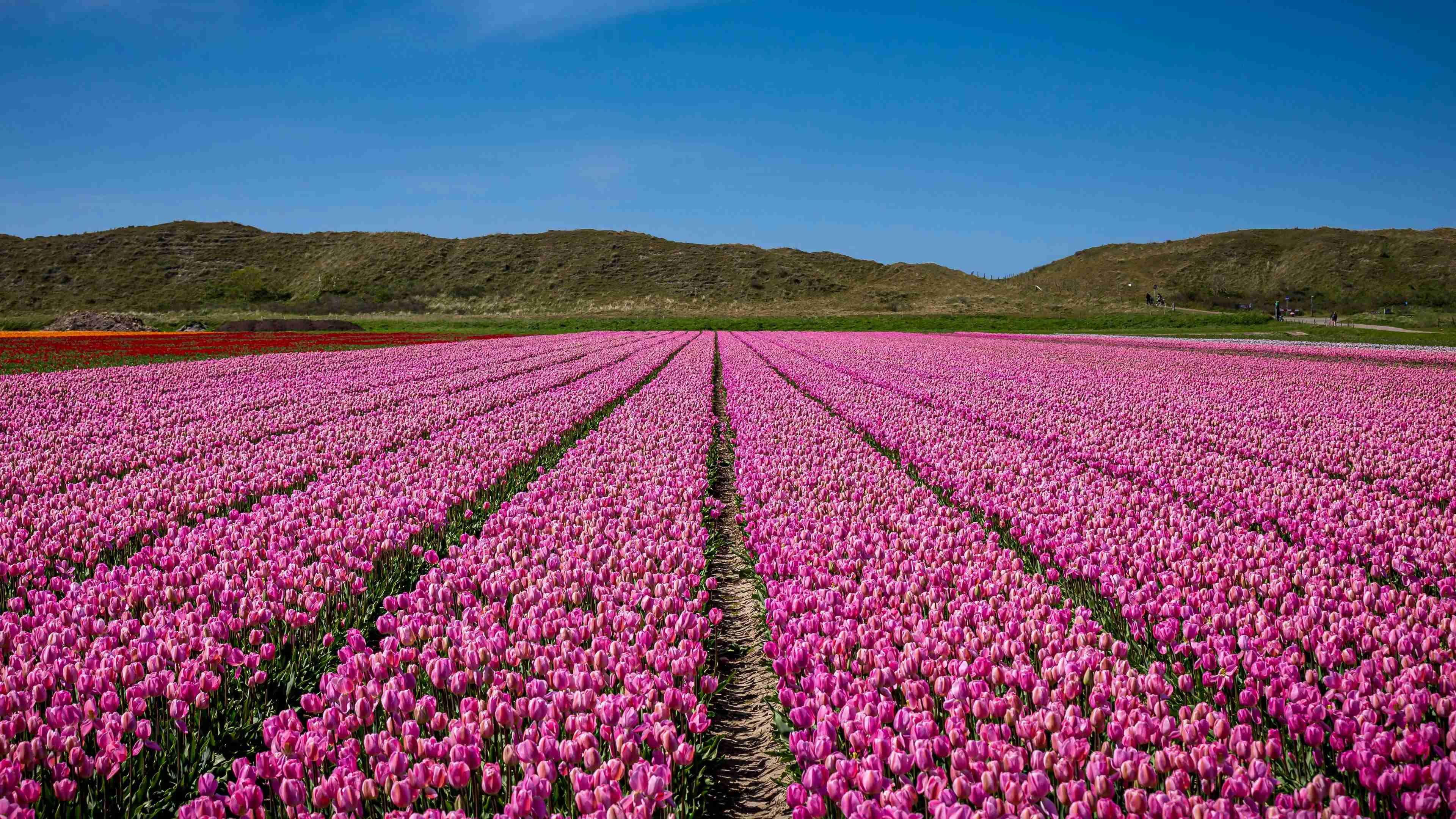 purple-flower-field-under-blue-sky