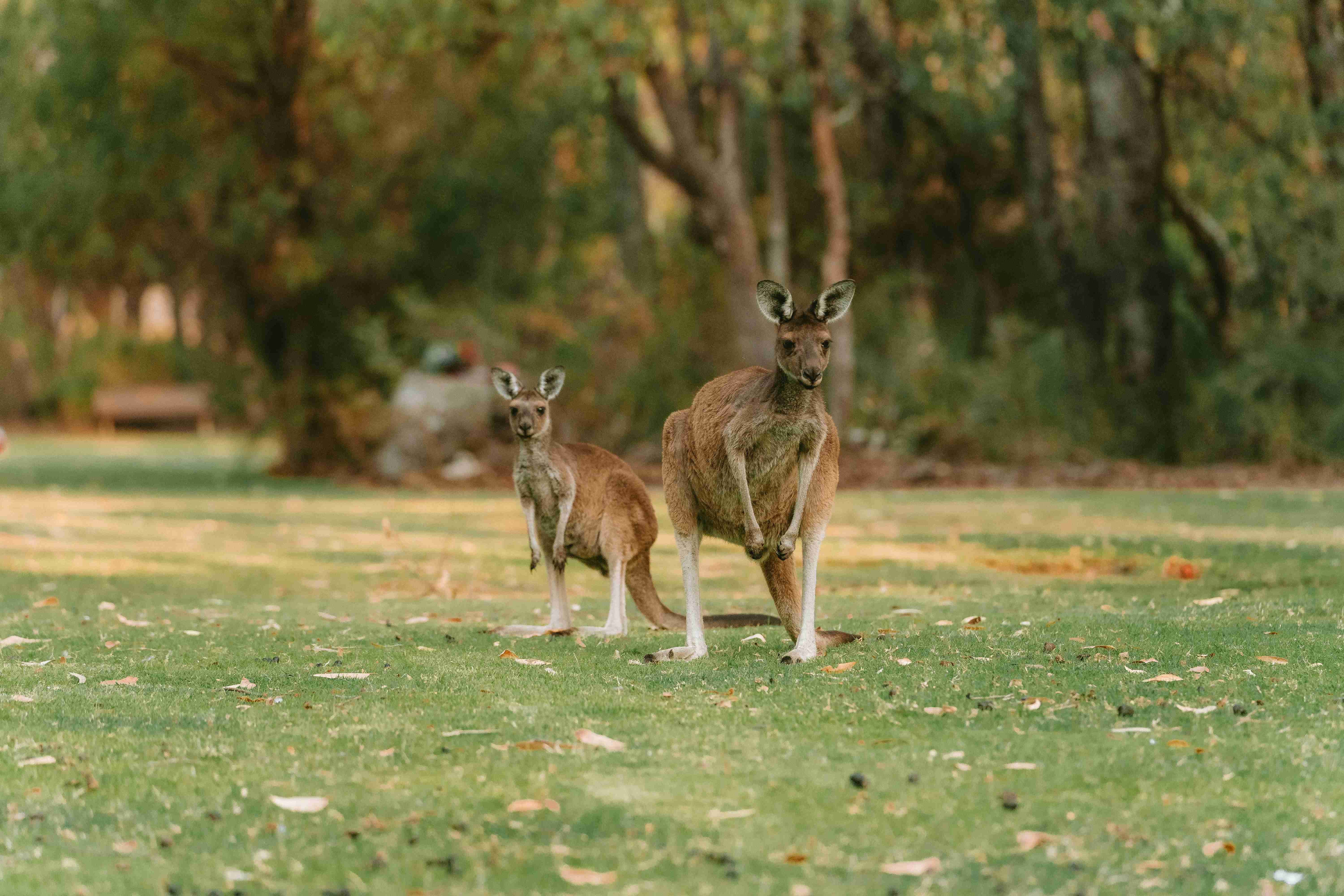 two-kangaroos-standing-in-the-grass-near-a-tree