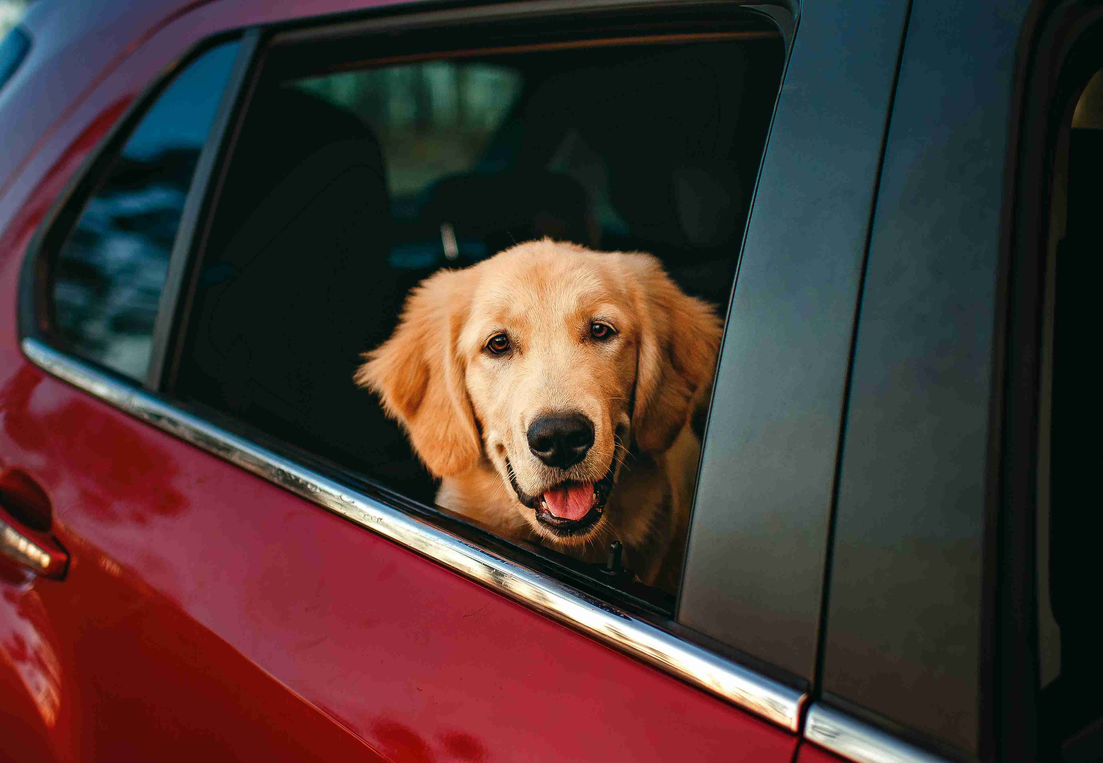 dog-in-car-window