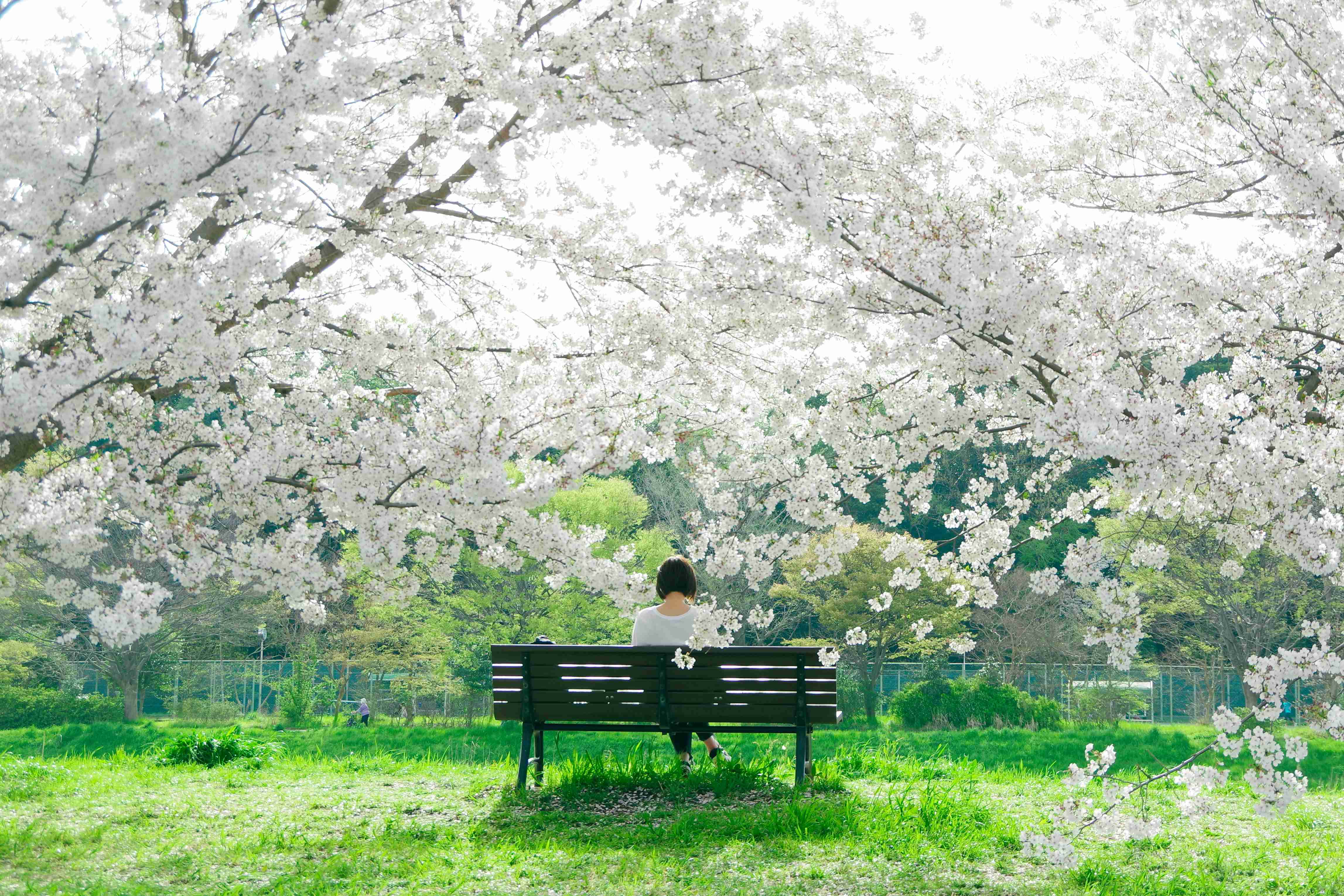 back-view-of-a-woman-sitting-on-a-bench