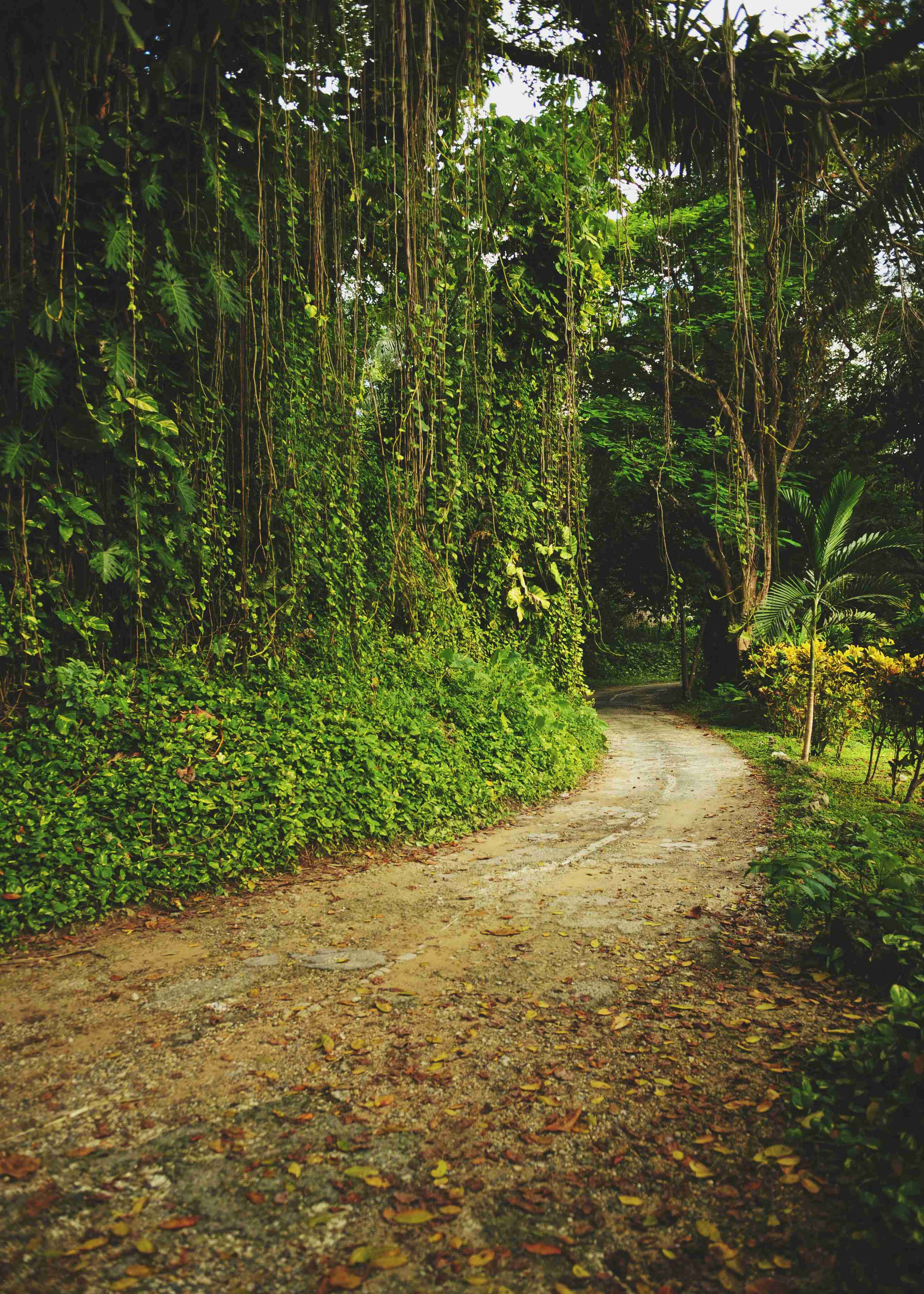From Coast to Cove: 5 Epic Jamaica Road Trip Routes for Your Itinerary