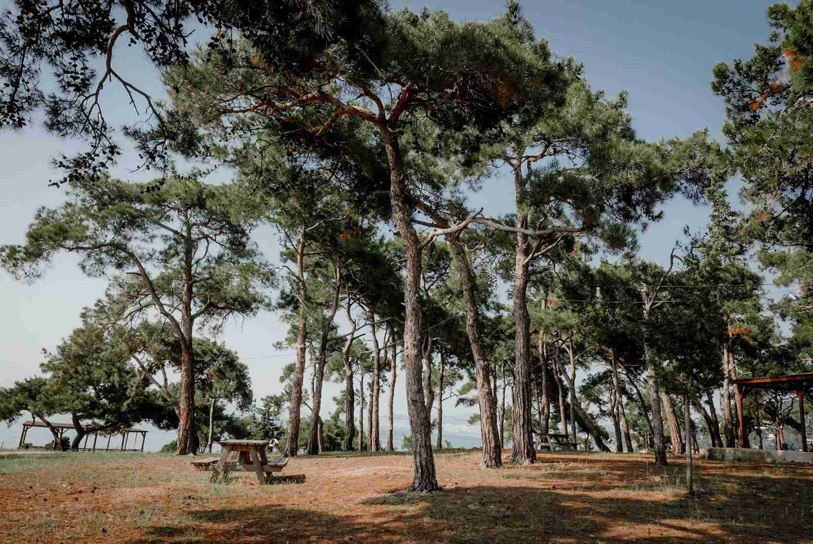 Picnic Area with Tall Pine Trees