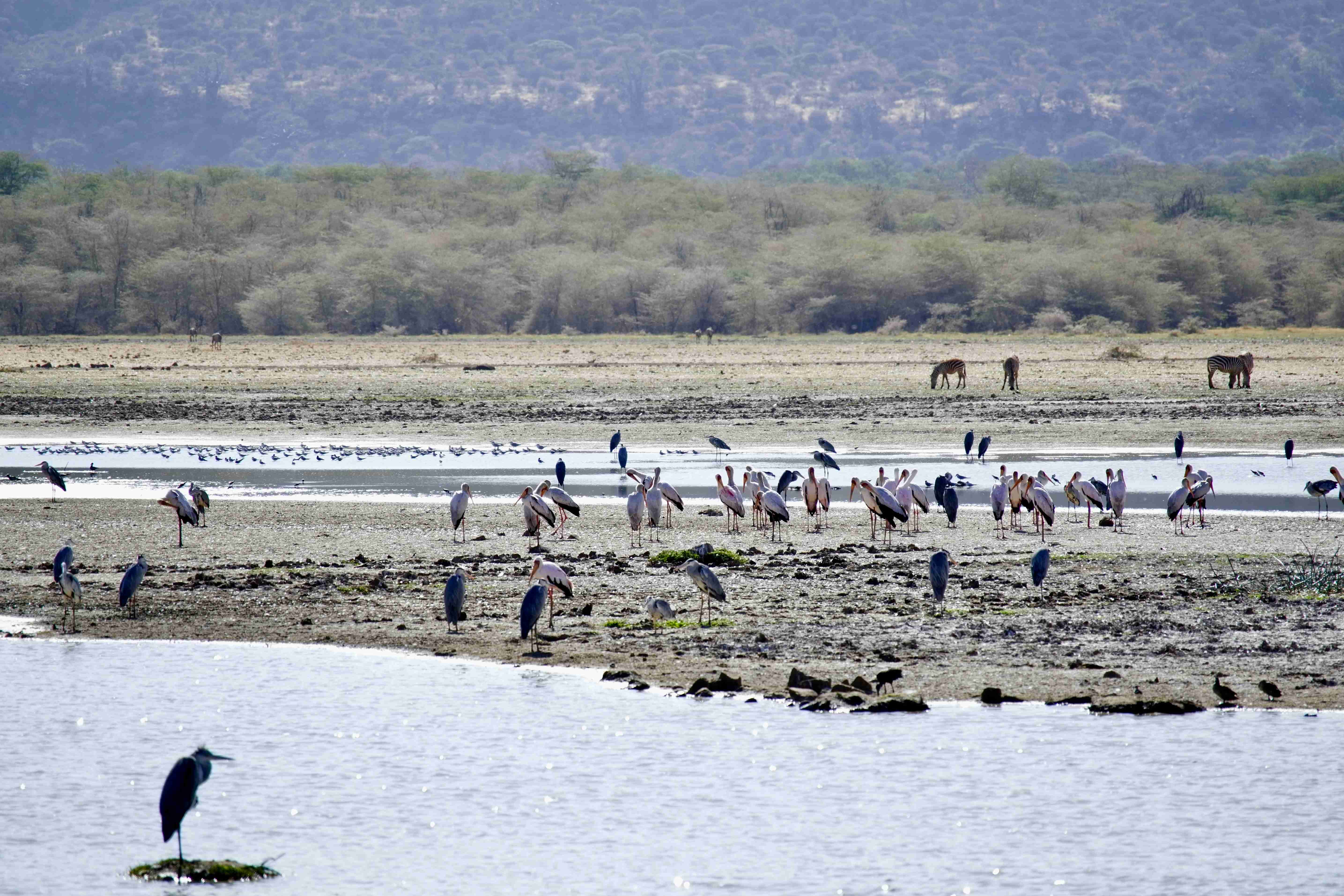 a-flock-of-birds-standing-on-top-of-a-sandy-beach
