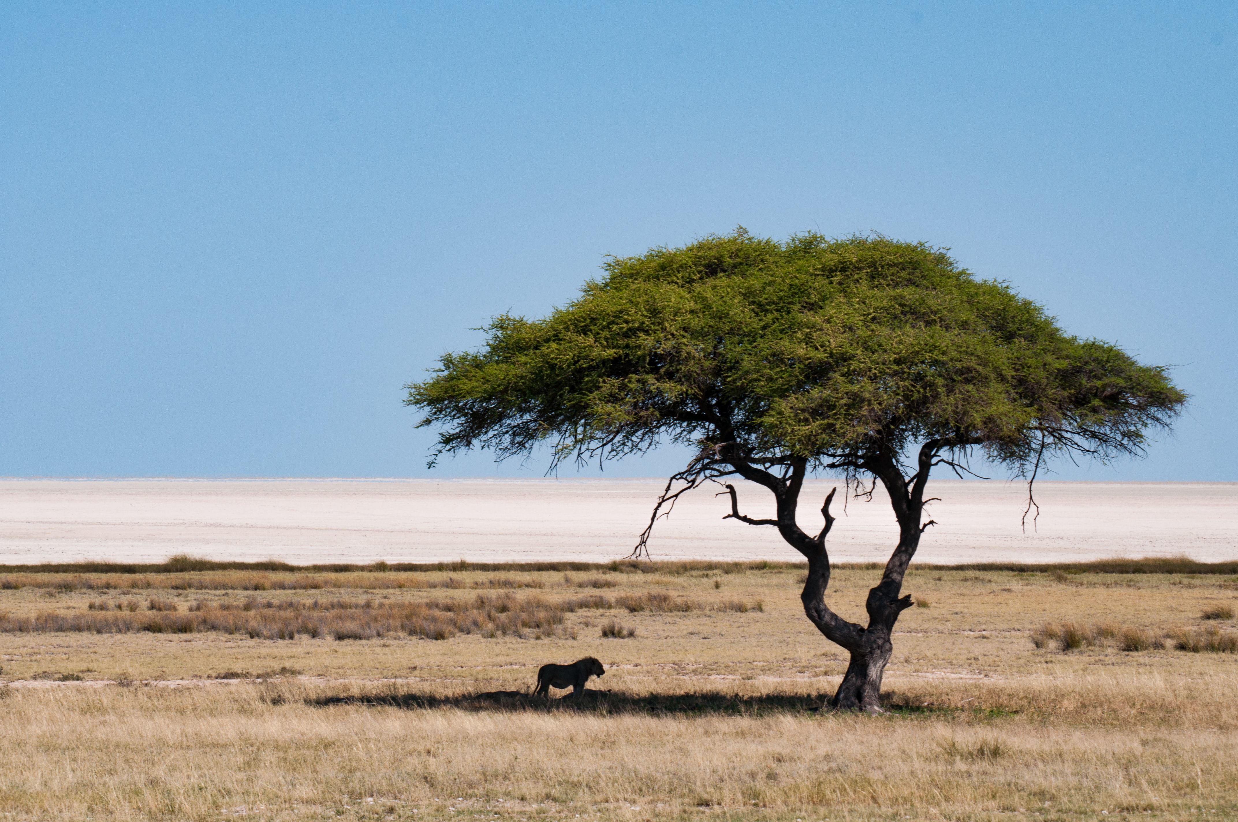 Etosha Namíbia