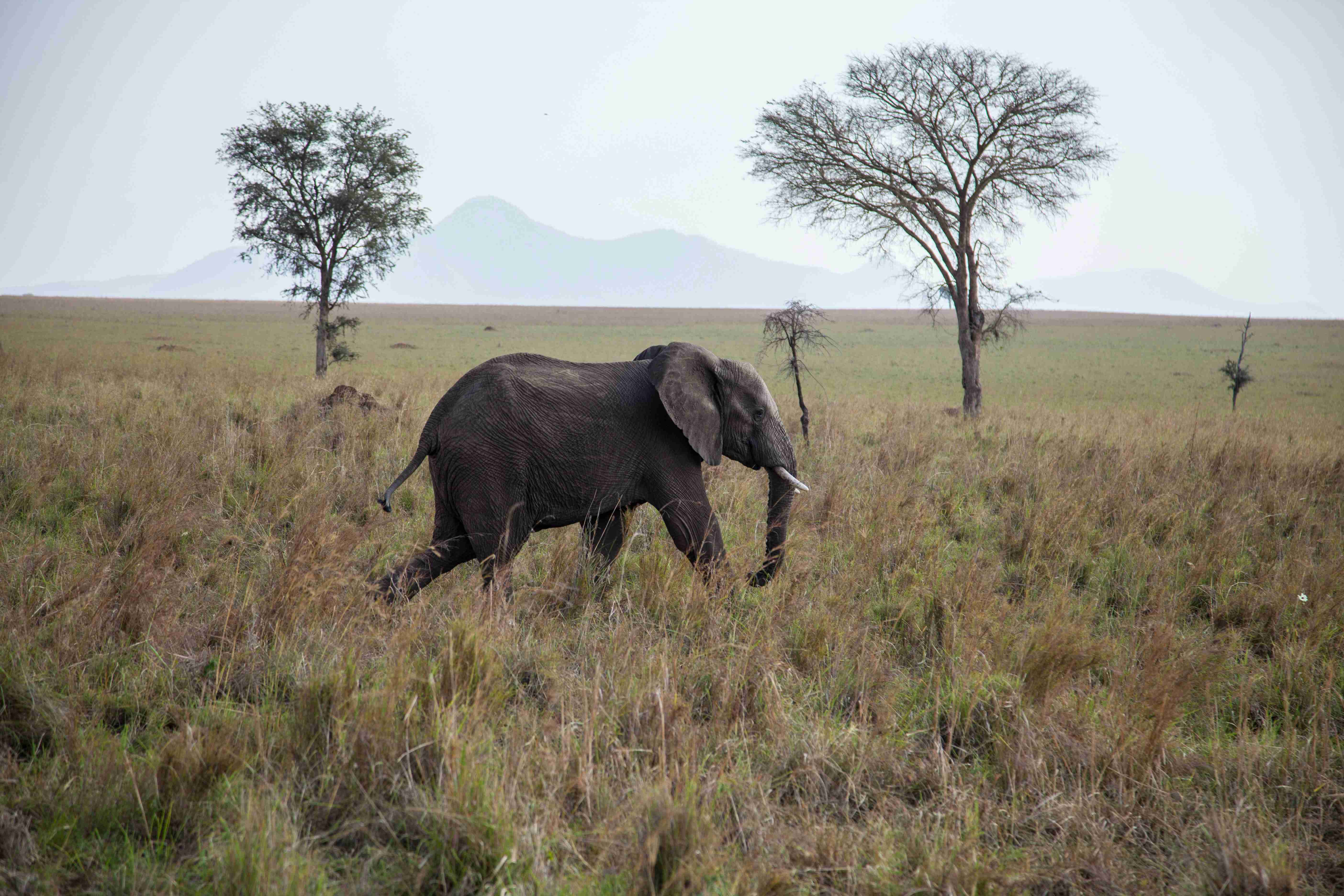 black-elephant-walking-on-green-grass-field-during-daytime
