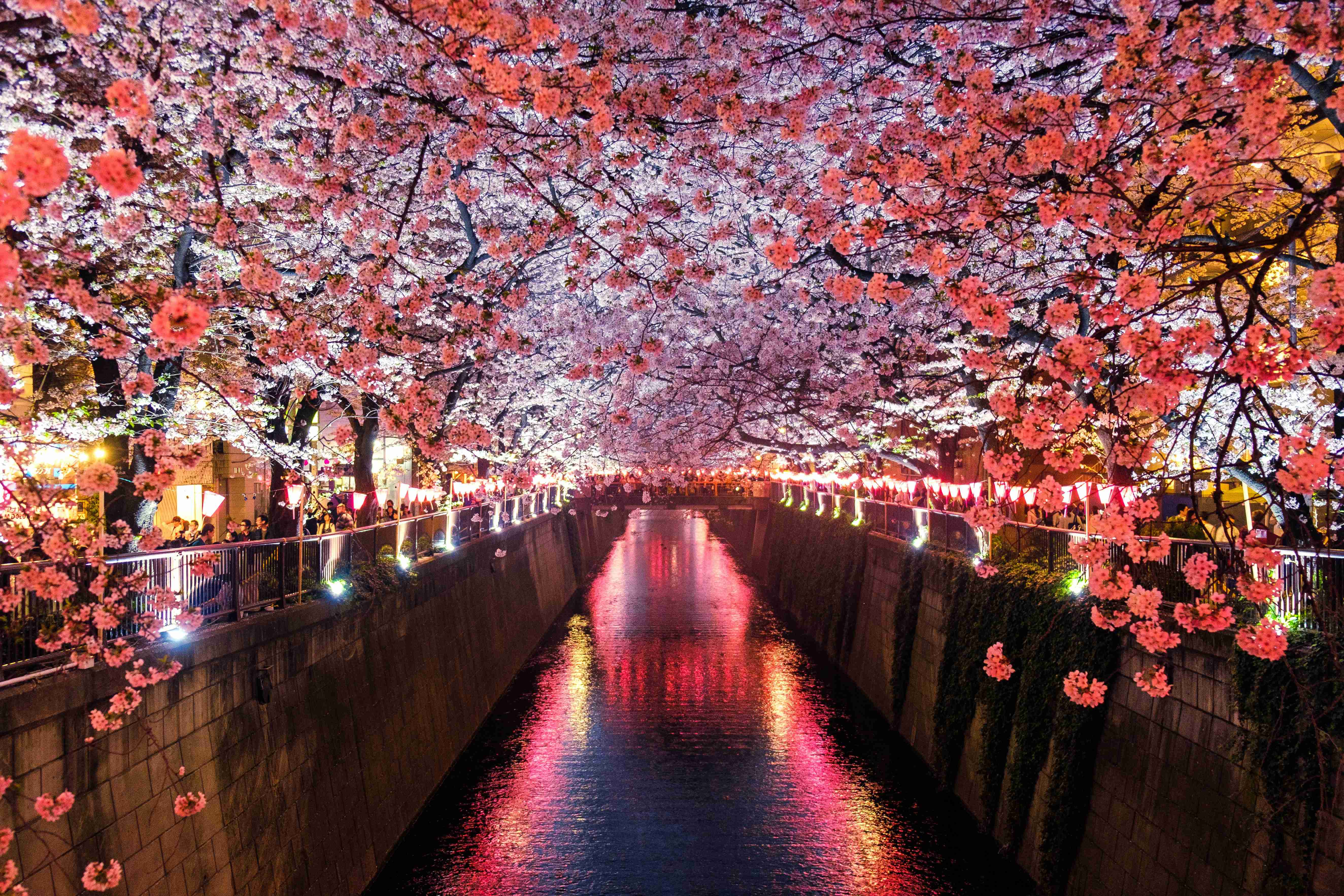 Cherry_Blossom_Festival_Japan