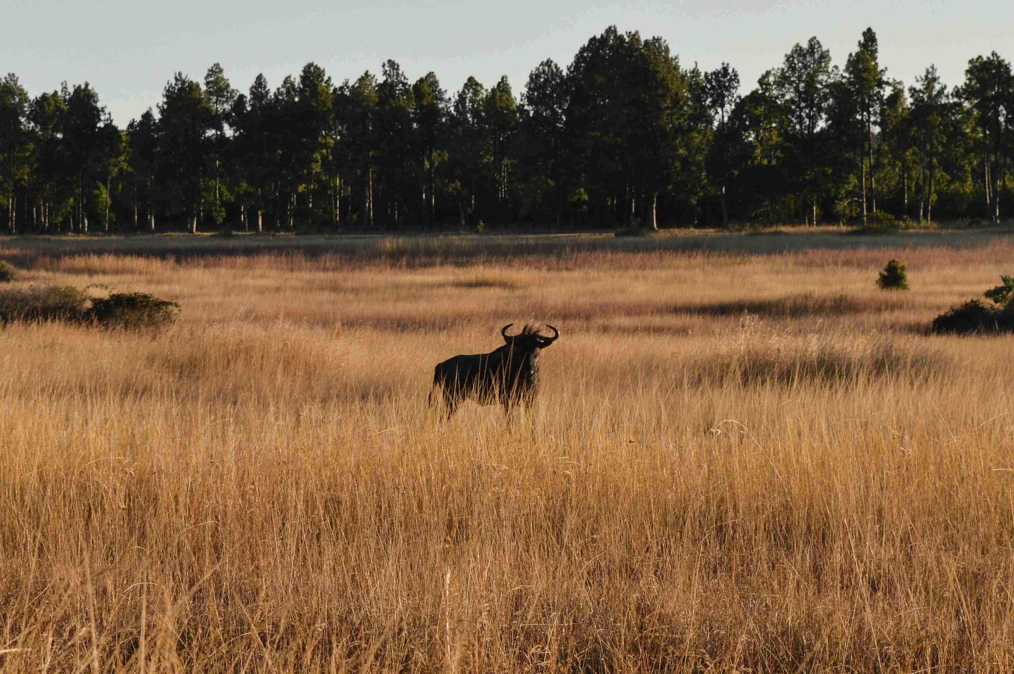 black-animal-on-brown-grass-field-at-daytime