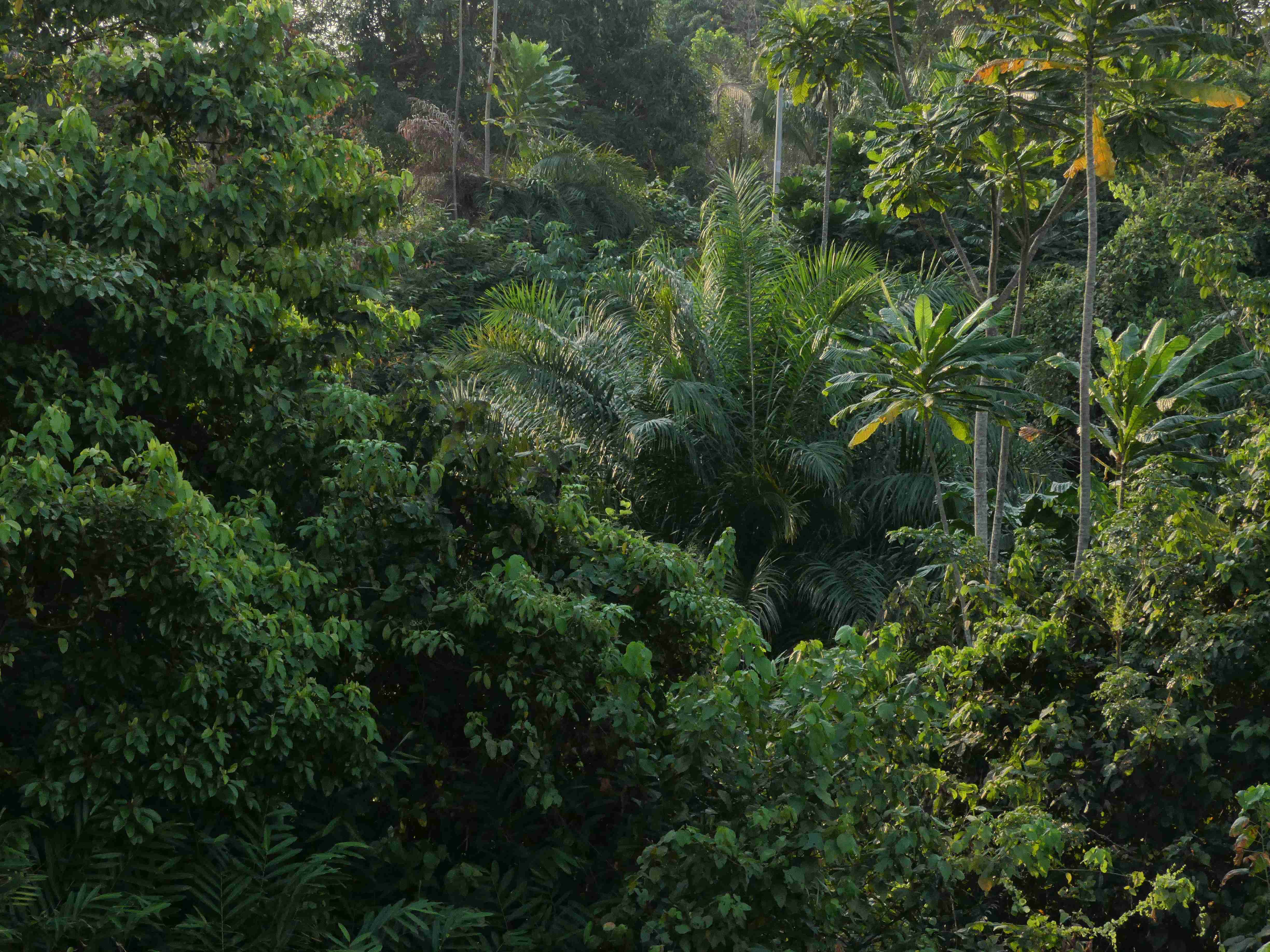 un grup de elefanți care merg printr-o pădure verde luxuriantă