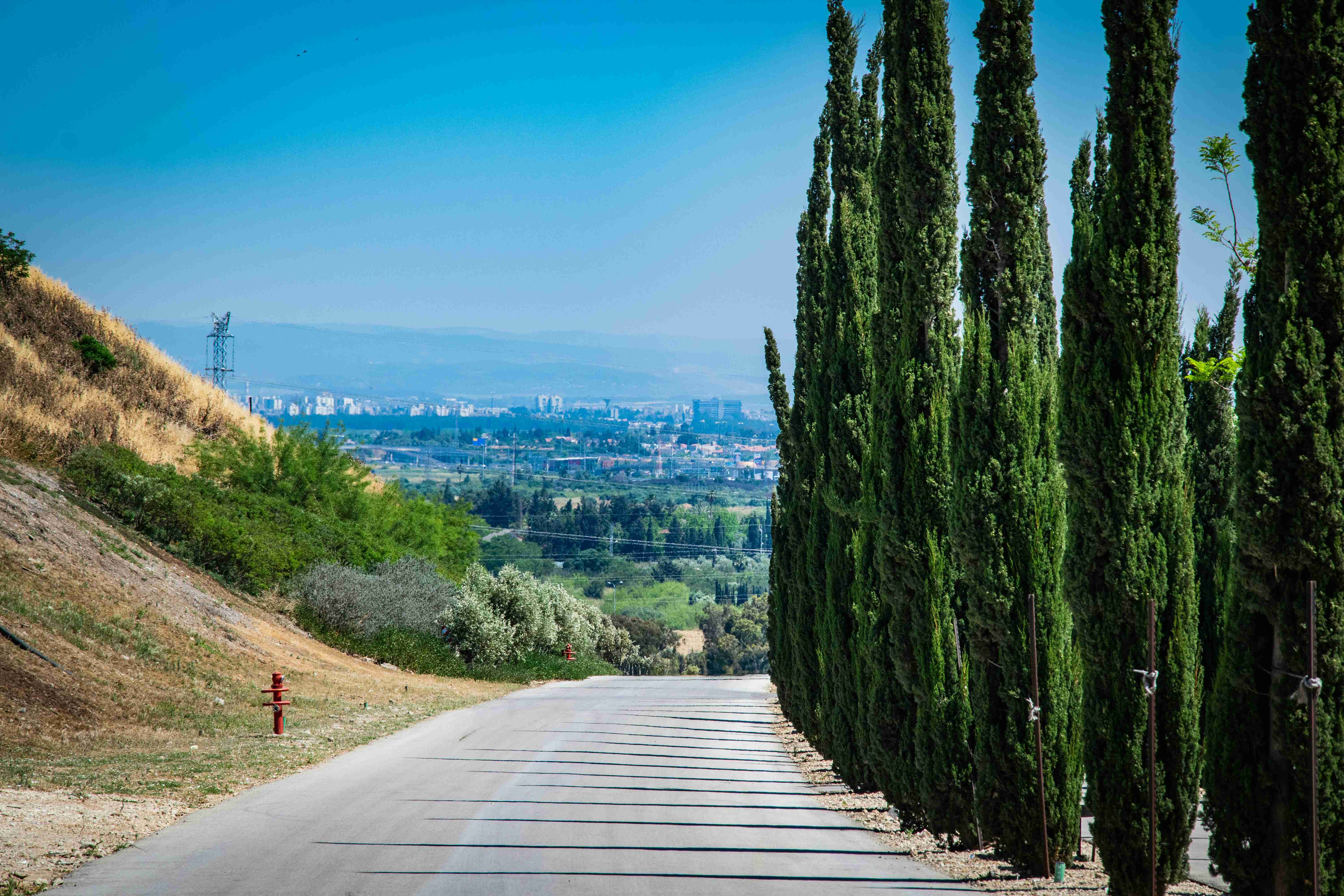 albero verde su passerella di legno marrone