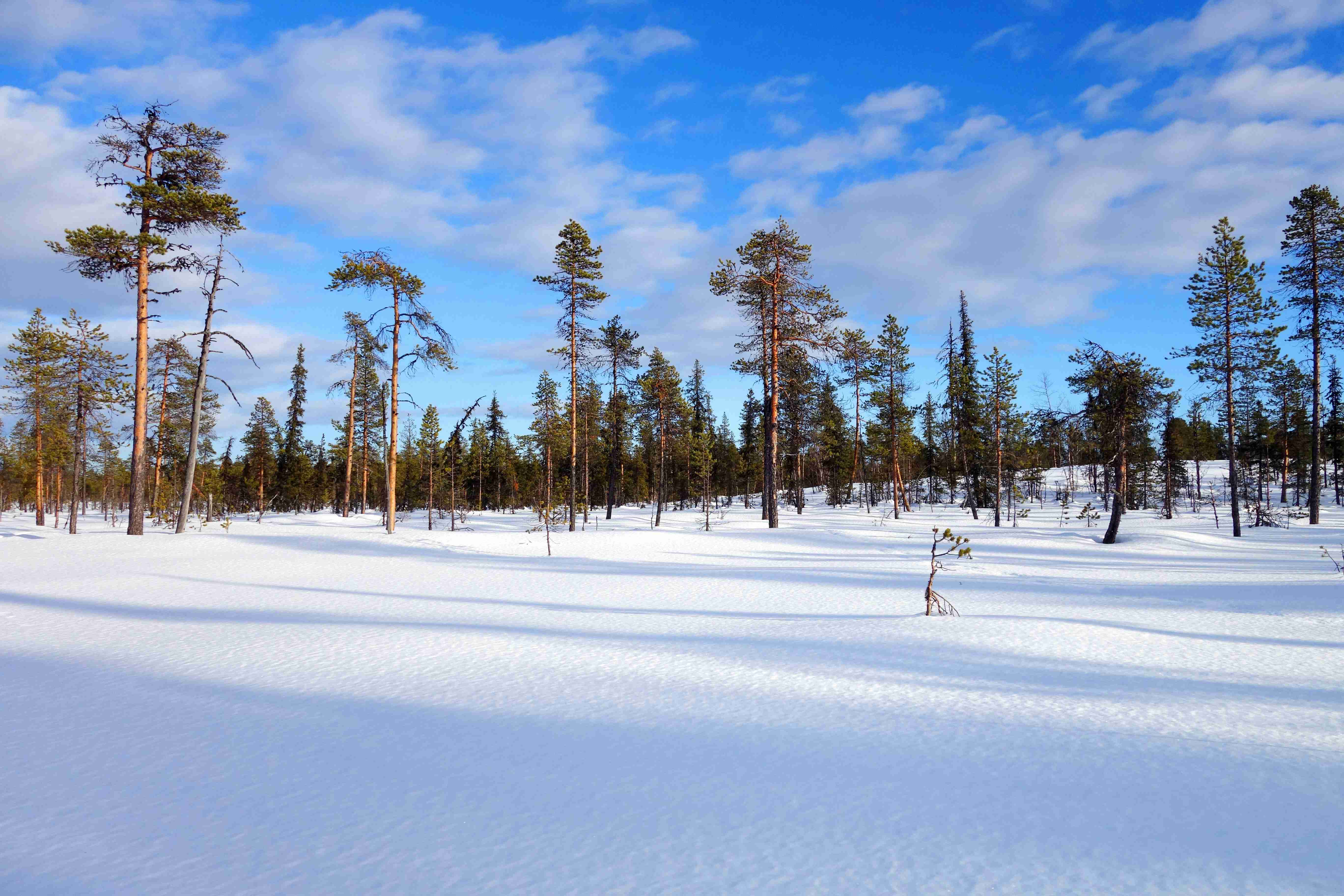 green-trees-on-snow-covered-ground-under-blue-sky-during-daytime
